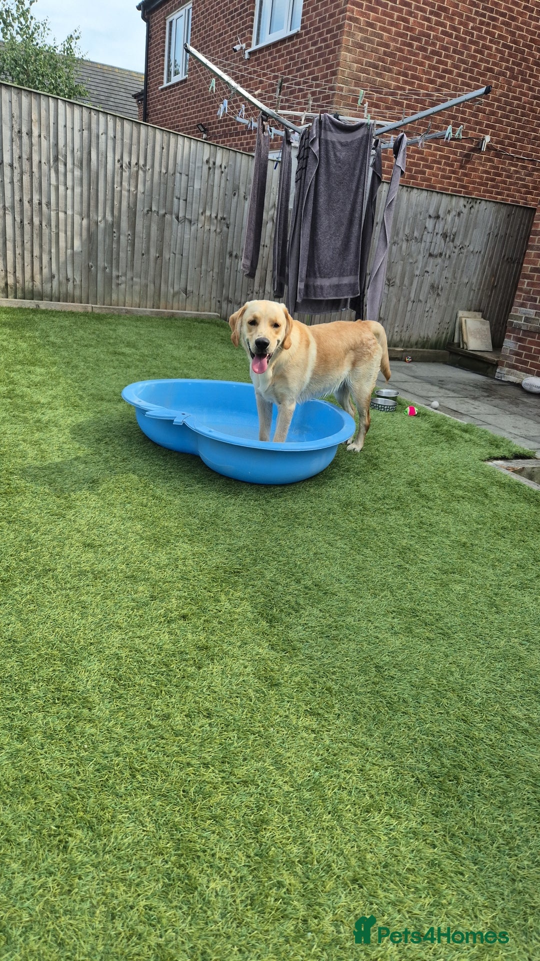 Goldador dogs for sale: 1 year old goldador male - Image 6