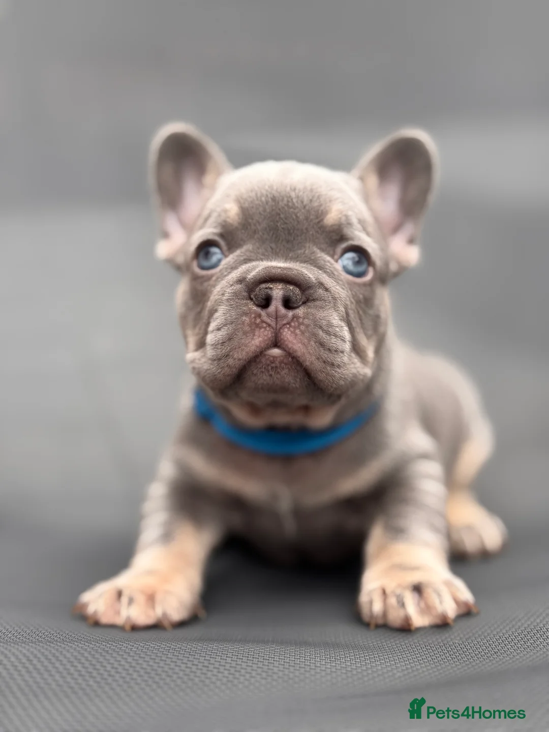 French Bulldog dogs for stud: L4 FLUFFY STUD - LILAC & TAN in Consett - Advert 11