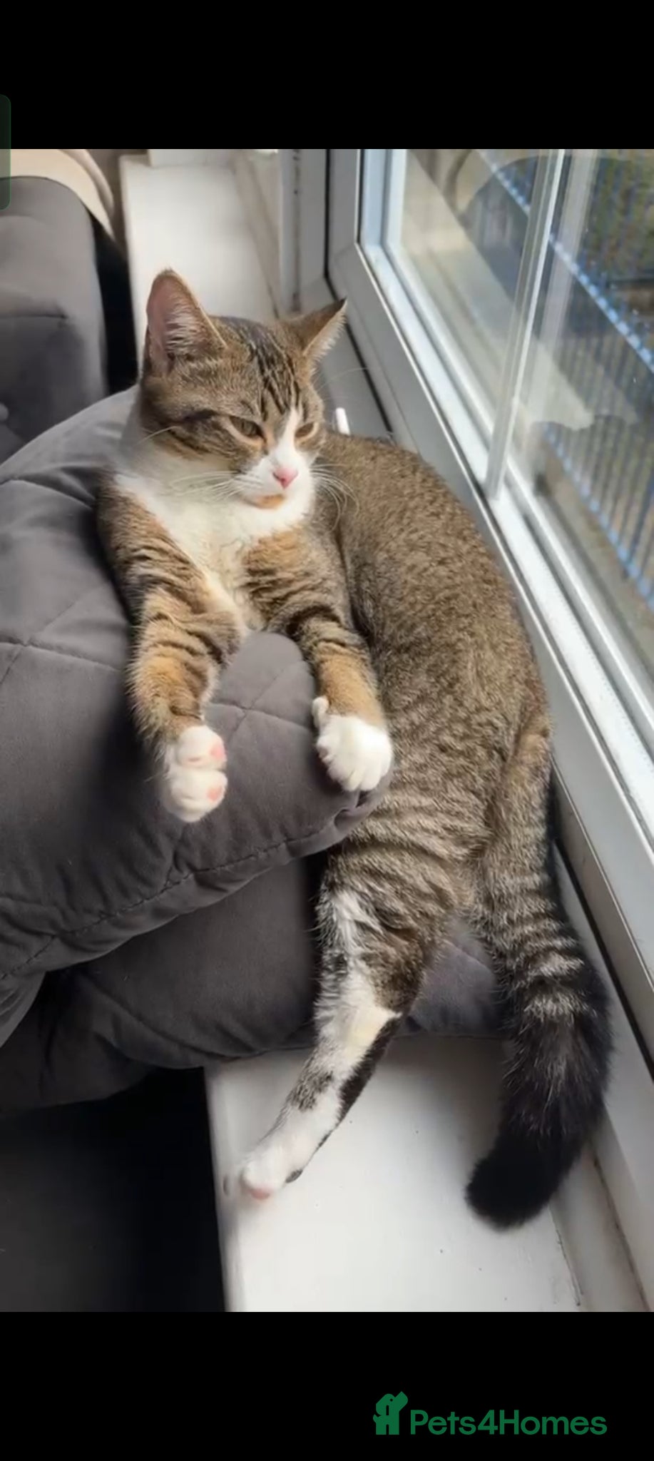 British Shorthair cats for sale: Beautiful British Shorthair Gorgeous kittens in London - Advert 7