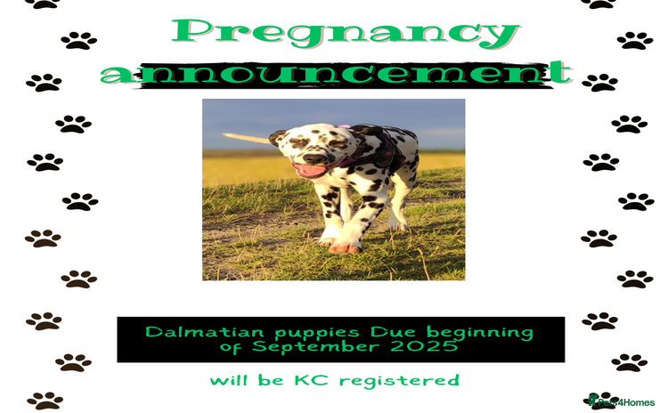 Dalmatian dogs - Advert 1