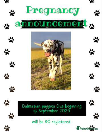 Dalmatian dogs - Advert 3