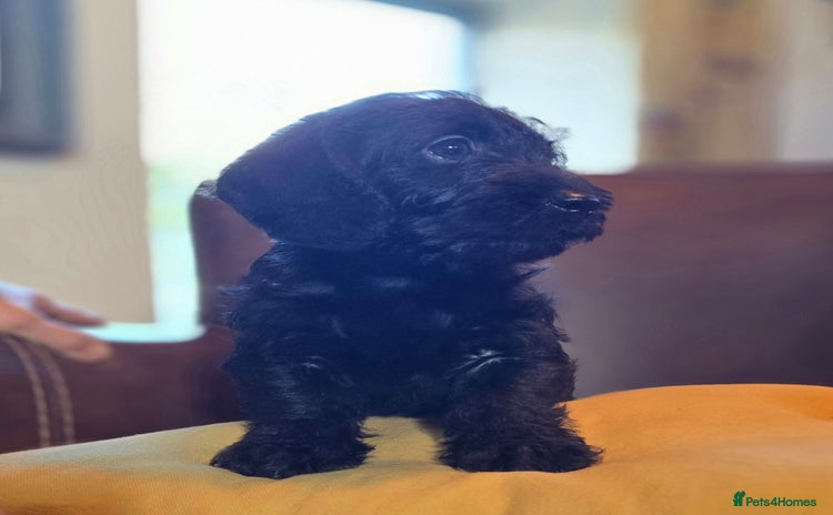 Doxiepoo dogs - Advert 3