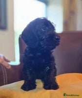 Doxiepoo dogs - Advert 7