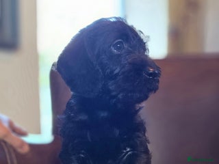 Doxiepoo dogs - Advert 16