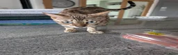 Bengal cats for sale: TICA registered pure bred Bengal kittens  - Advert 2