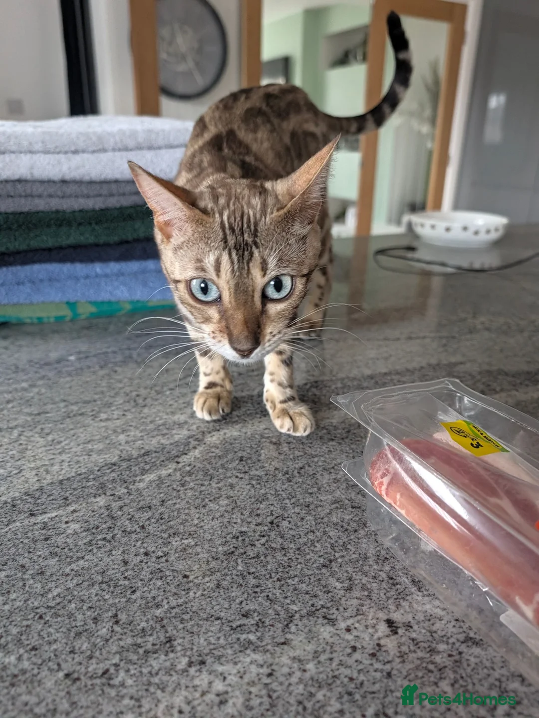 Bengal cats for sale: TICA registered pure bred Bengal kittens  - Advert 2