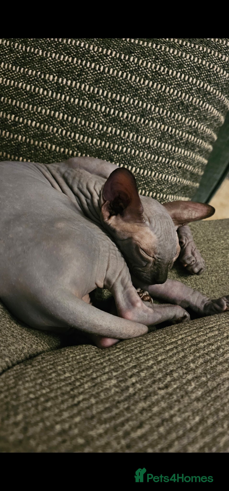 Sphynx cats Beautiful bonded pair  - Advert 2