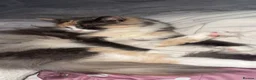 Mixed Breed cats for sale: Female long haired cat for sale  - Advert 3