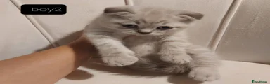 British Shorthair 2