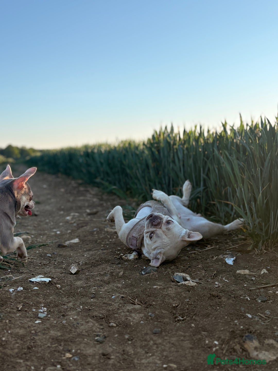 French Bulldog dogs for sale: 3 year old French bulldog - Image 3