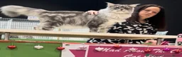 Maine Coon cats for sale: Pedigree TICA Champion Russian import line MCO - Advert 5