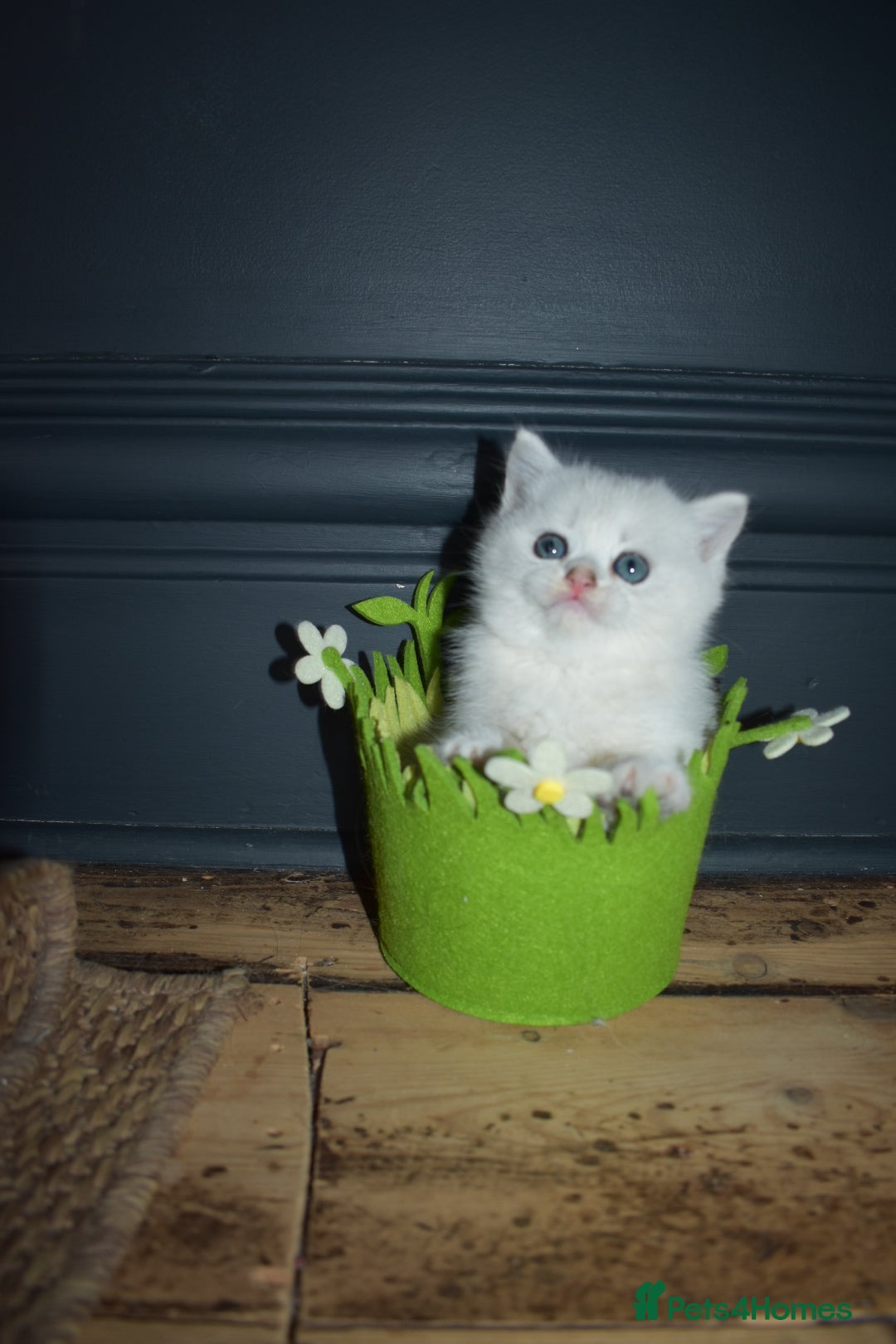 British Shorthair cats PureBred British Shorthair Kittens! - Advert 2