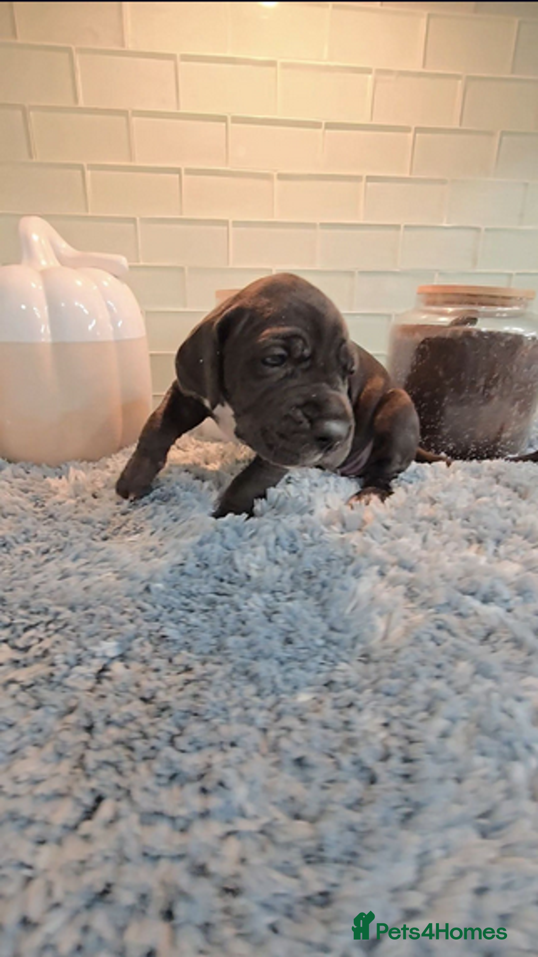 Great Dane dogs for sale: Kc & Beautiful Litter of Chunky Great Dane Puppies - Advert 14