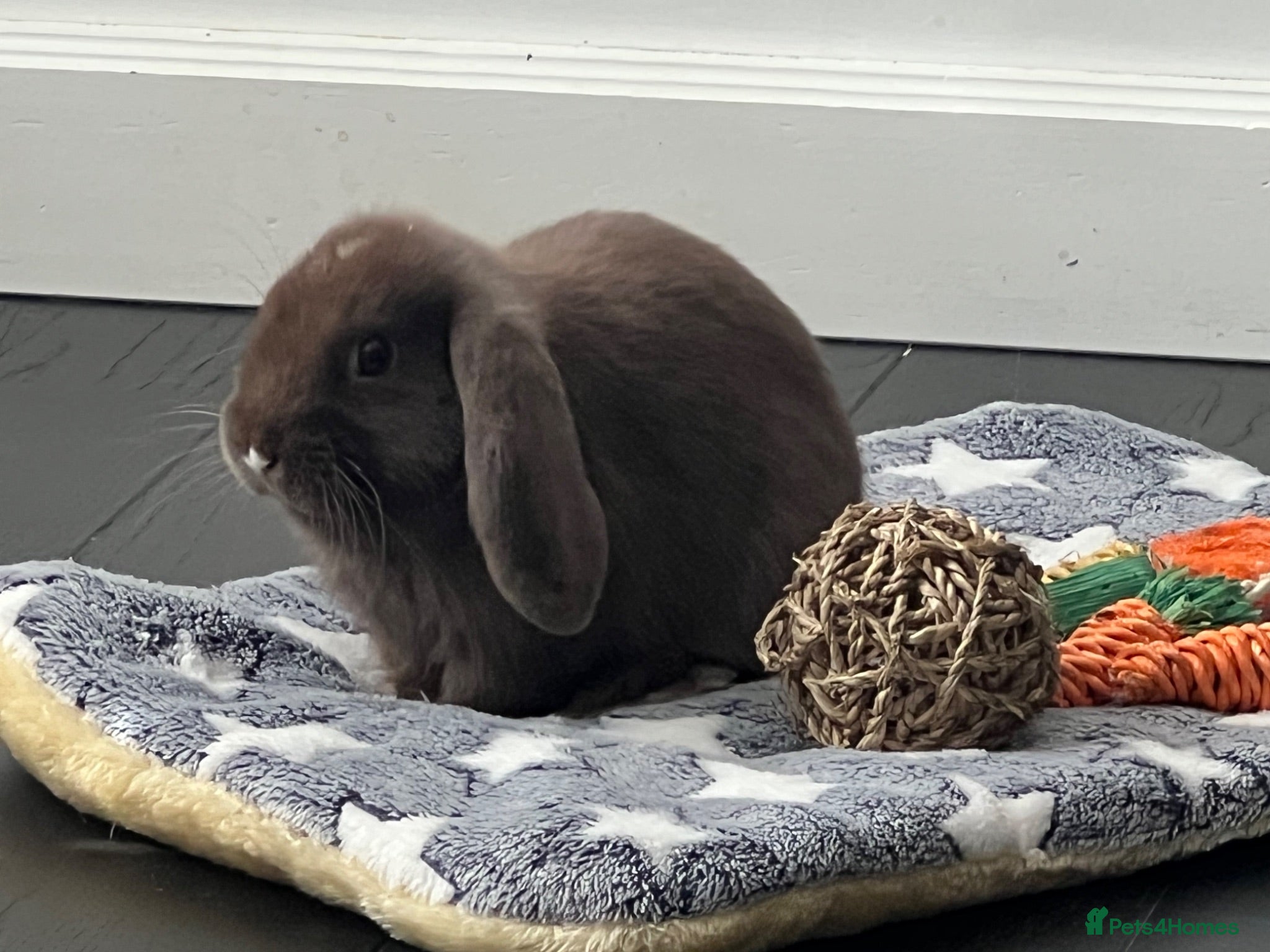 Mini Lop rabbits 🐰Sweet Mini Lop Baby – 10 Weeks, Indoor Raised - Advert 2