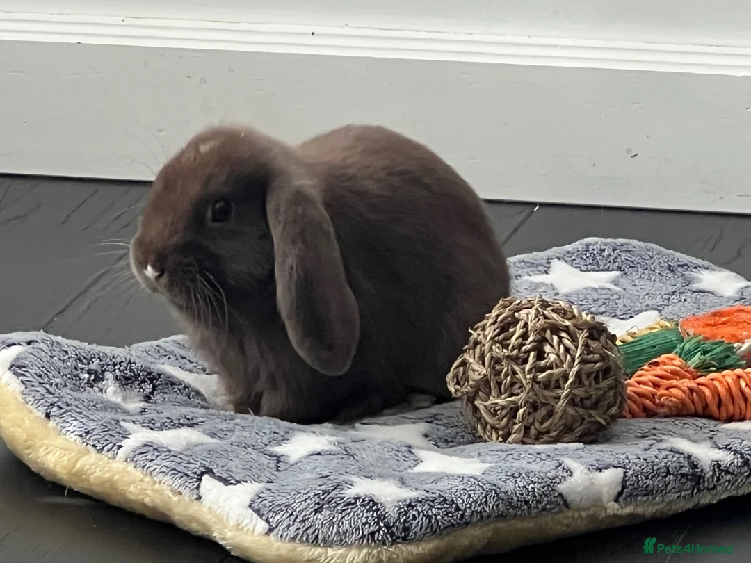 Mini Lop rabbits for sale: 🐰 Indoor Raised Mini Lop 🐰 - Advert 1