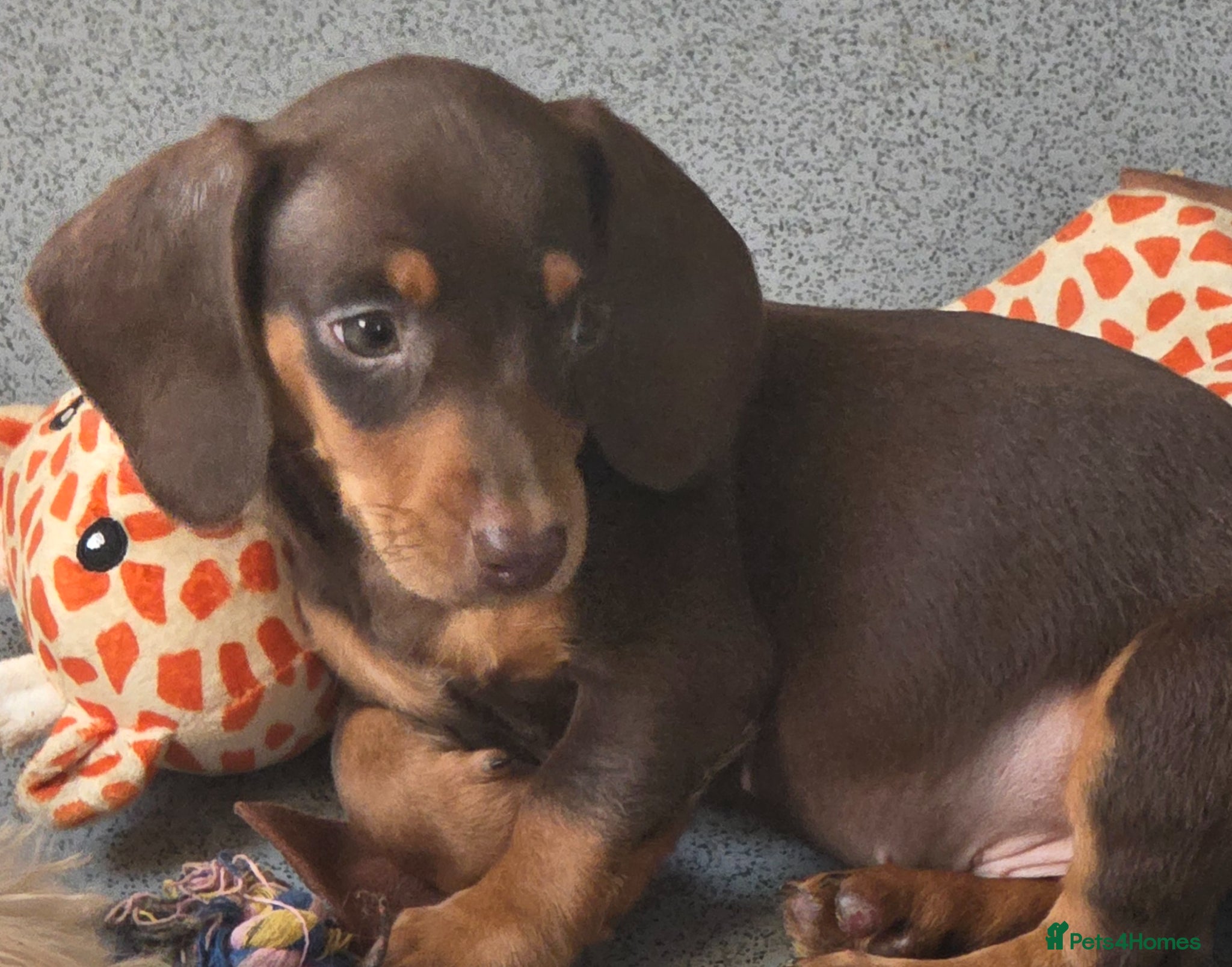 Miniature Dachshund dogs Stunning miniature dachshund puppies - Advert 4