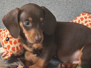 Miniature Dachshund dogs Stunning miniature dachshund puppies - Advert 4