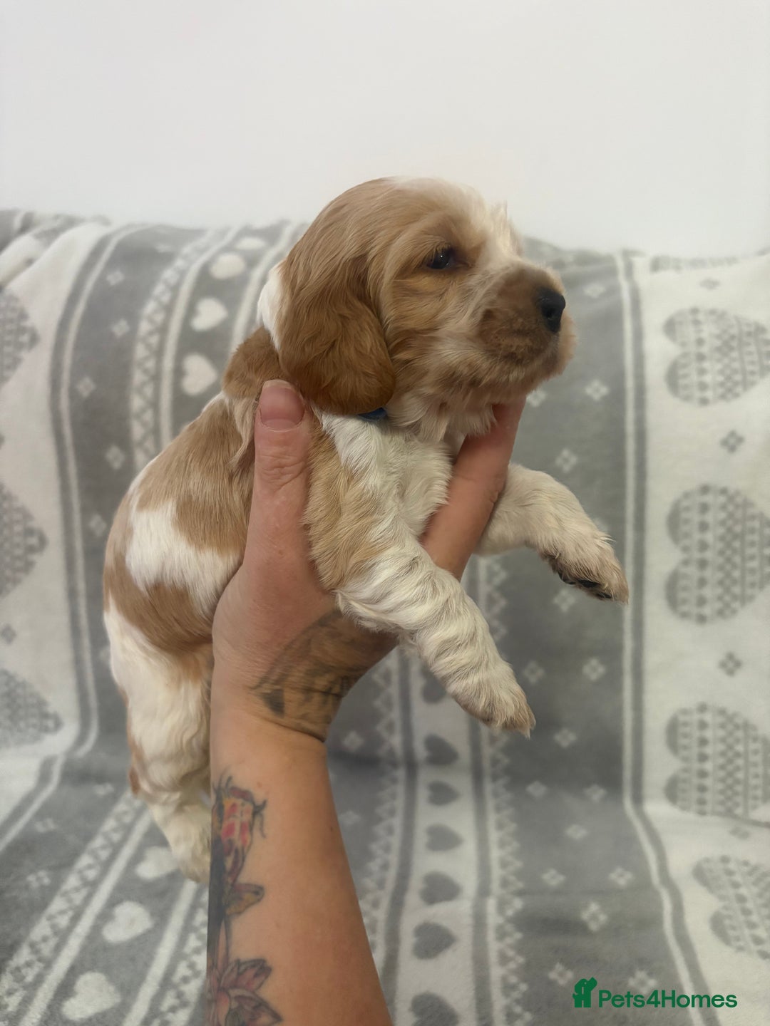 Cocker Spaniel dogs for sale: KC Reg Delightful Show Type Cocker Spaniels - Advert 15