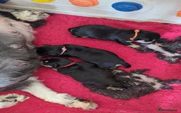 Miniature Schnauzer dogs for sale: Kc mini schnauzer pups for sale  - Image 14