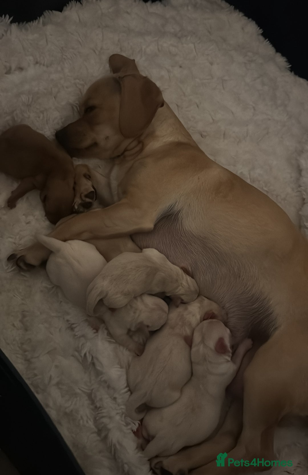 Chiweenie dogs for sale: chiweenie (dachshund x chihuahua) puppies - Image 20
