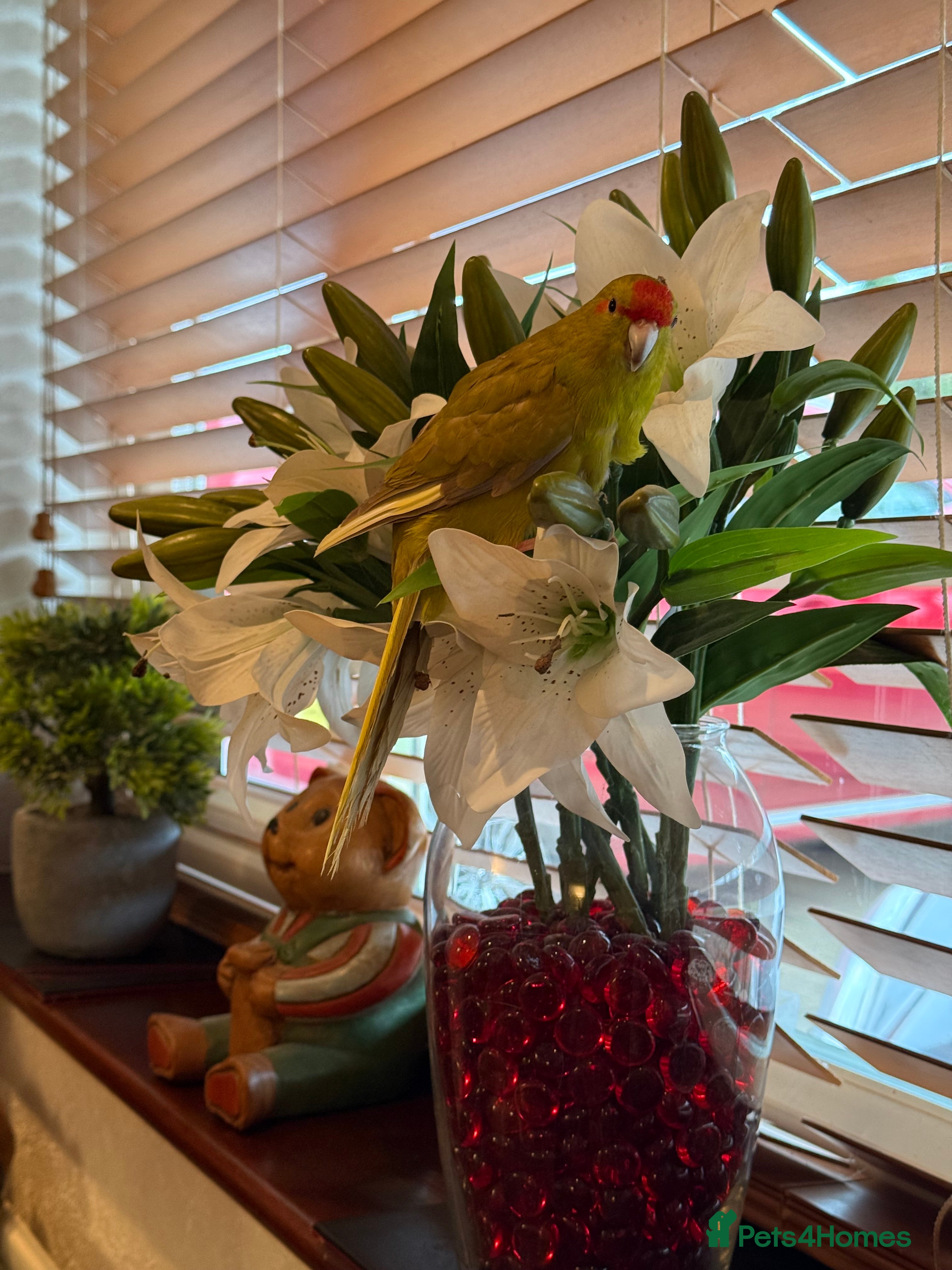 Parakeets birds 2 Beautiful tame young kakariki  - Advert 12