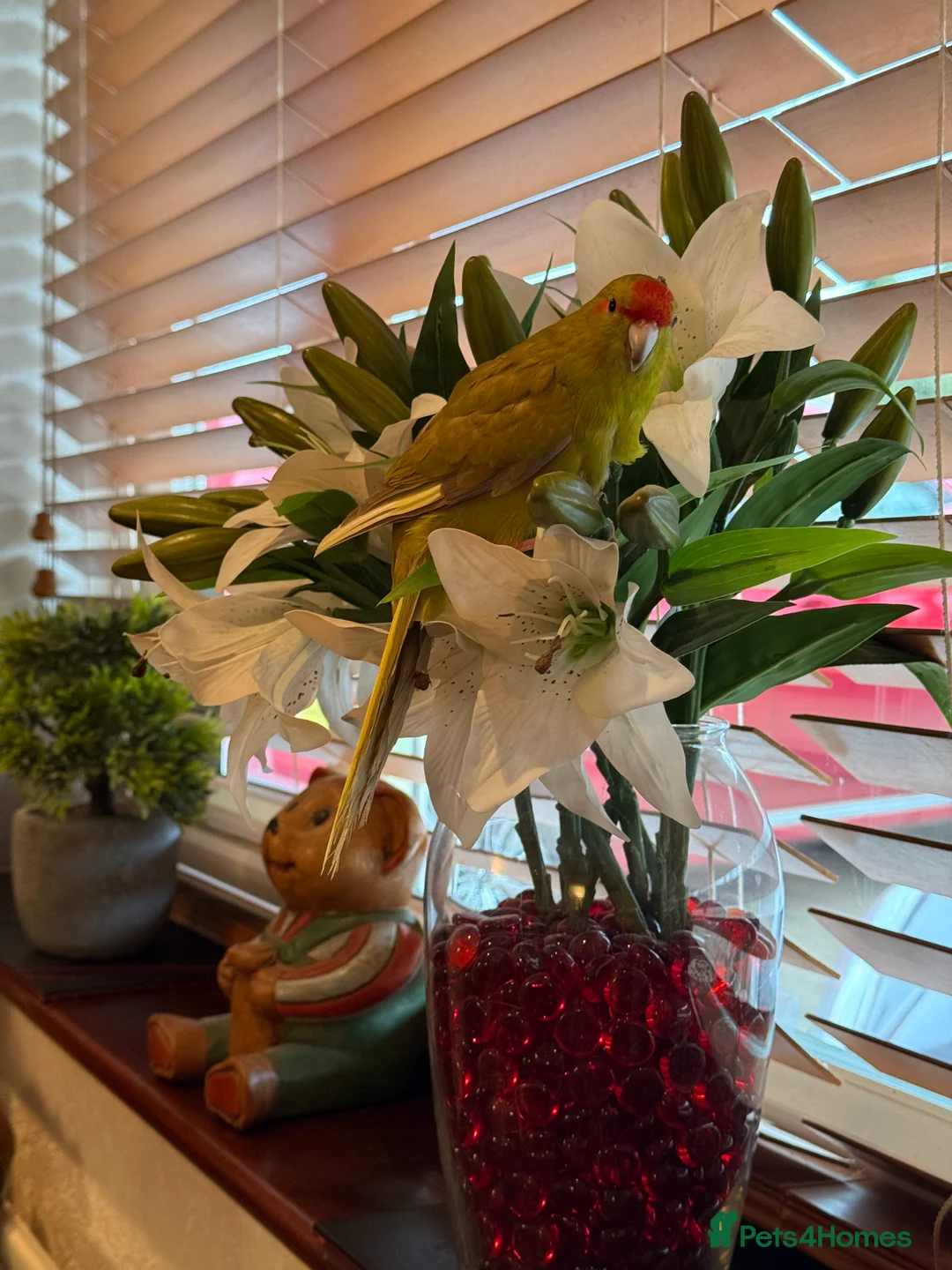 Parakeets birds for sale: 2 Beautiful tame young kakariki  - Advert 1