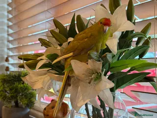 Parakeets birds 2 Beautiful tame young kakariki - Advert 1