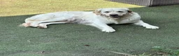 Golden Retriever dogs for sale: Golden retriever puppies  - Advert 5
