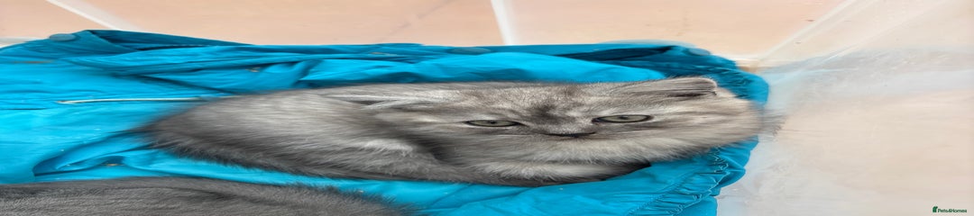 Mixed Breed Kitten 1