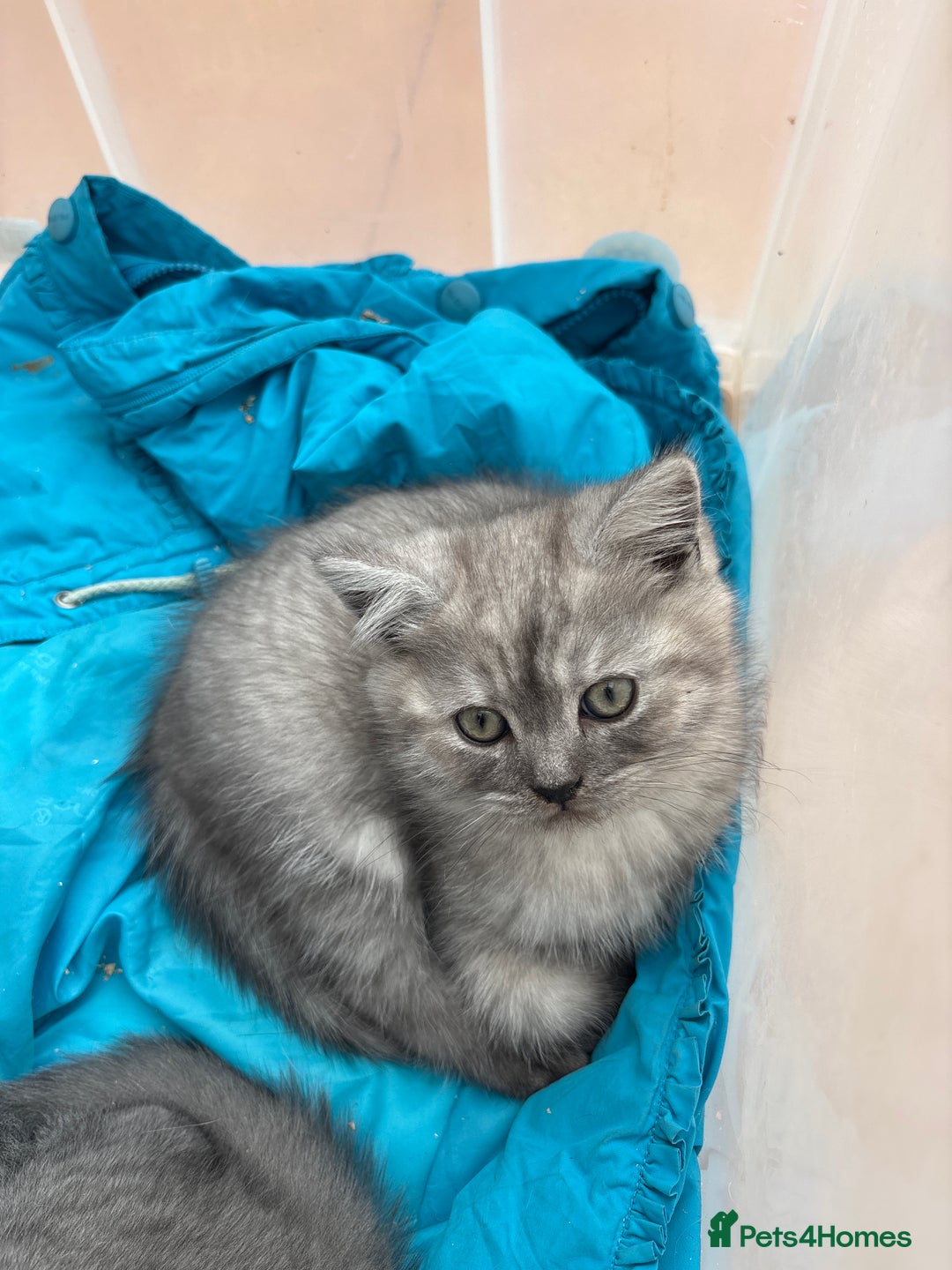 Mixed Breed cats for sale: Clever kittens need a new home  - Image 11