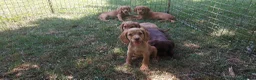 Cocker Spaniel dogs for sale: Kc health tested working cocker spaniel puppies - Advert 1