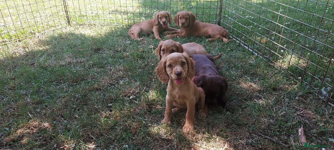 Cocker Spaniel dogs for sale: Kc health tested working cocker spaniel puppies - Advert 1