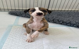 Whippet dogs for sale: Beautiful pedigree whippet puppies  - Image 20