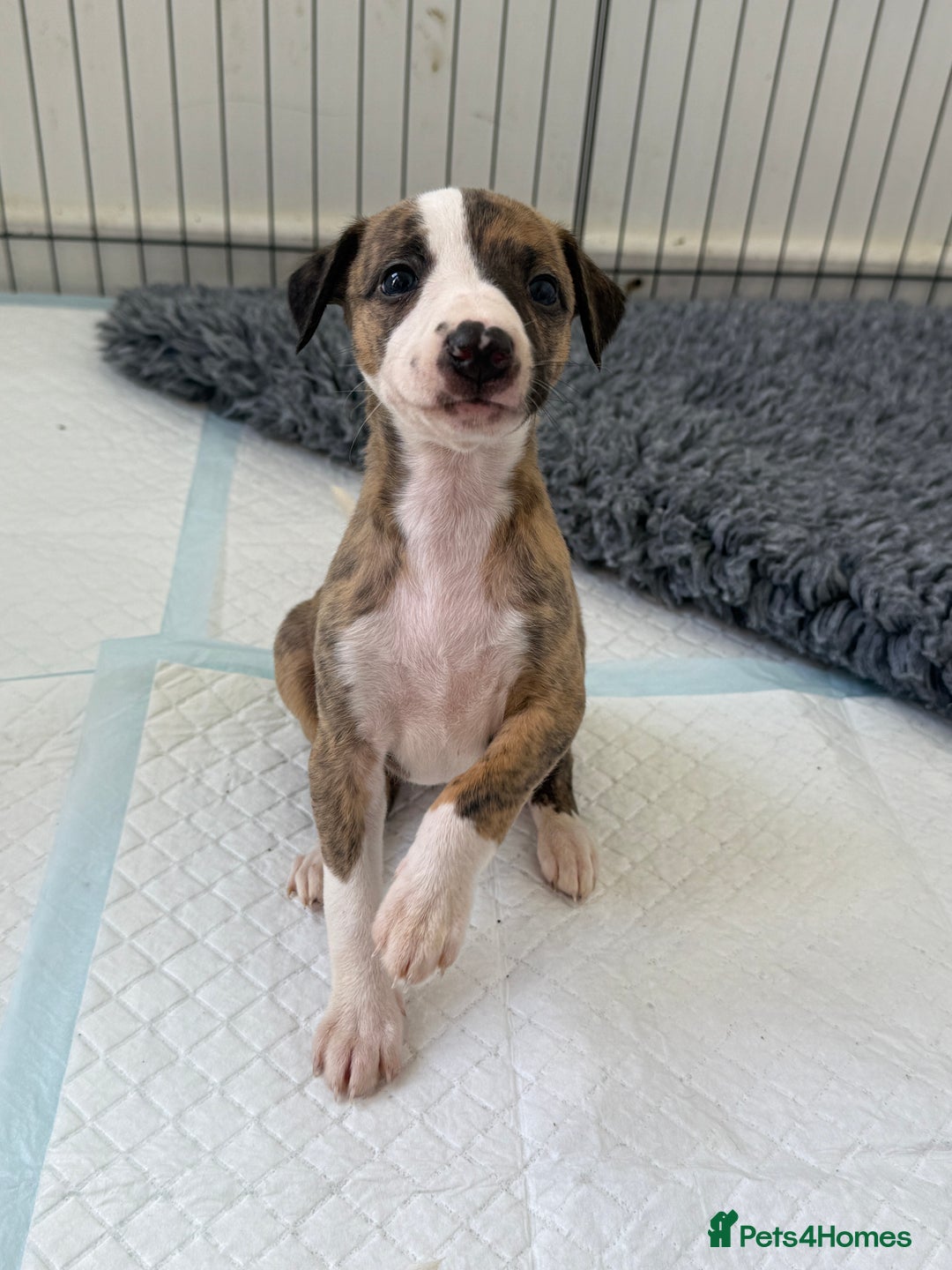 Whippet dogs for sale: Beautiful pedigree whippet puppies  - Image 20
