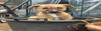 Lurcher Puppy 1