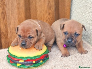 Staffordshire Bull Terrier dogs SHOW QUAILTY RED STAFF PUPPIES COI 2.9% 🐶 🔥🔥😍 - Advert 1