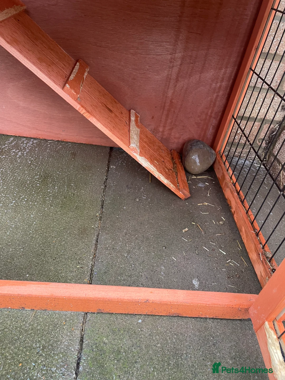 Mini Lop rabbits for sale: 2 rabbits for sale  - Advert 9