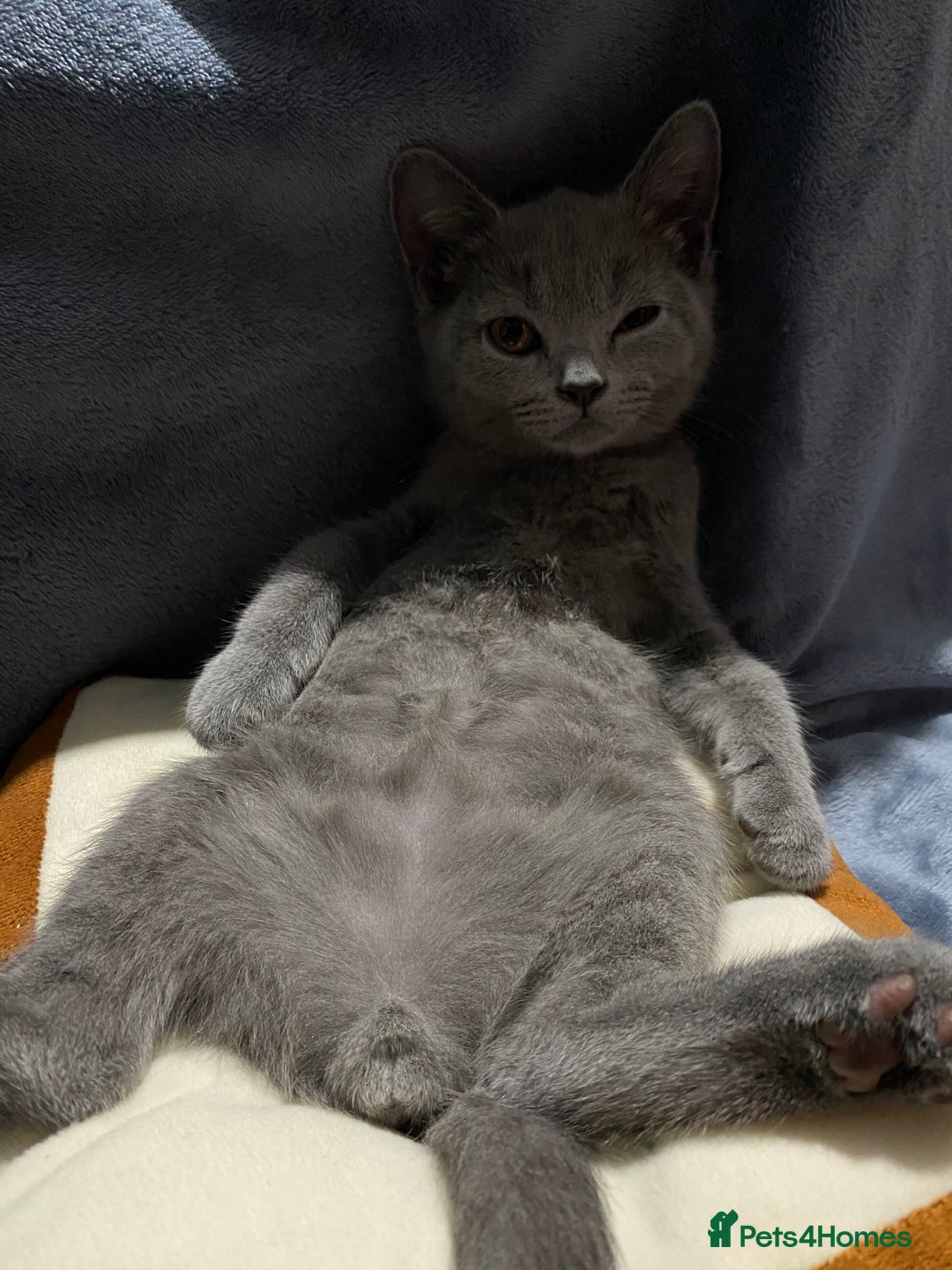 British Shorthair cats for sale: Adorable British shorthair kittens  - Image 19