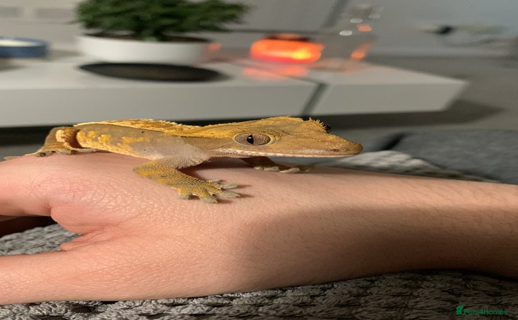 Gecko reptiles - Advert 3