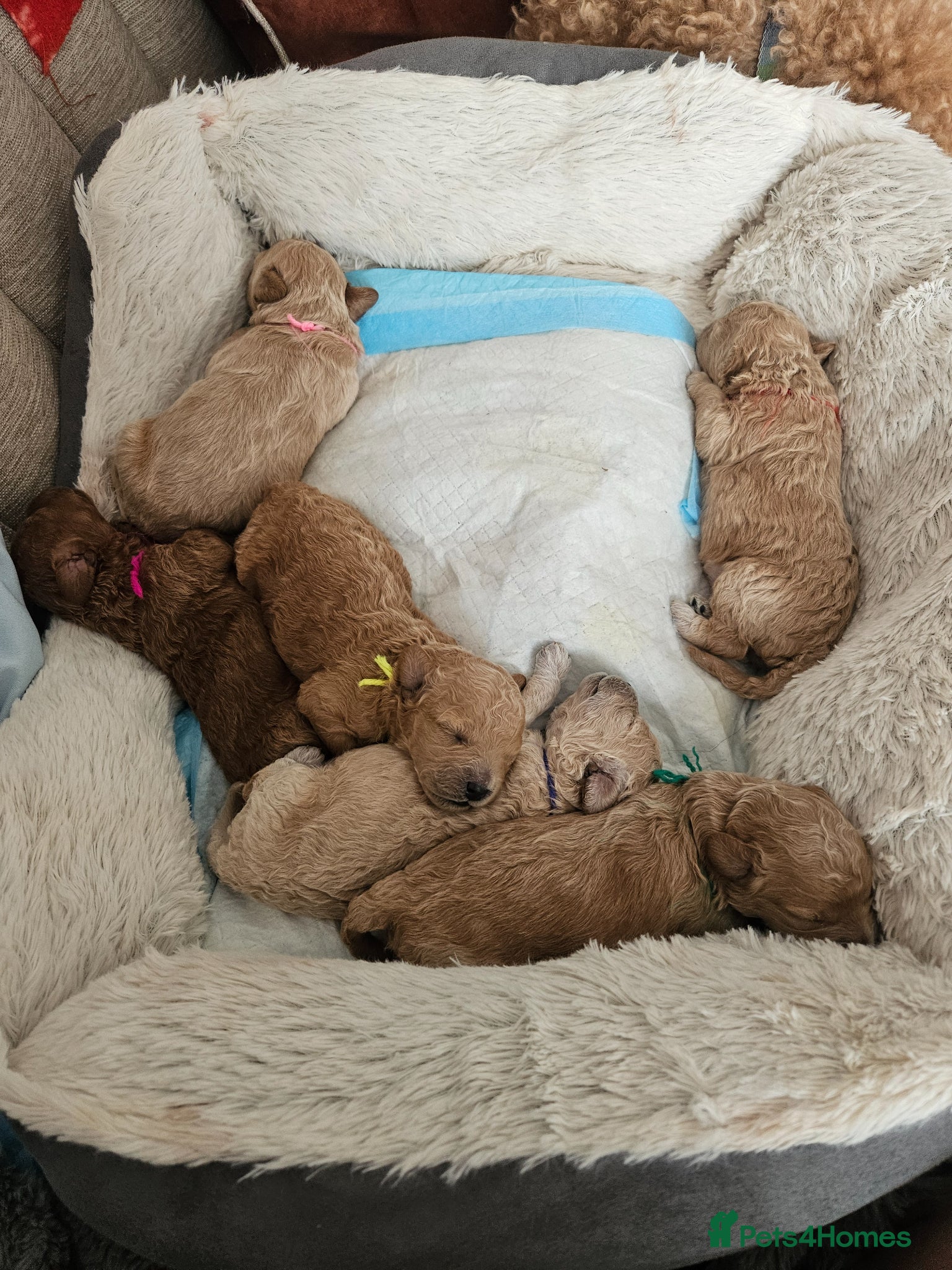 Maltipoo dogs F1b Maltipoo- 3 boys available - Advert 2