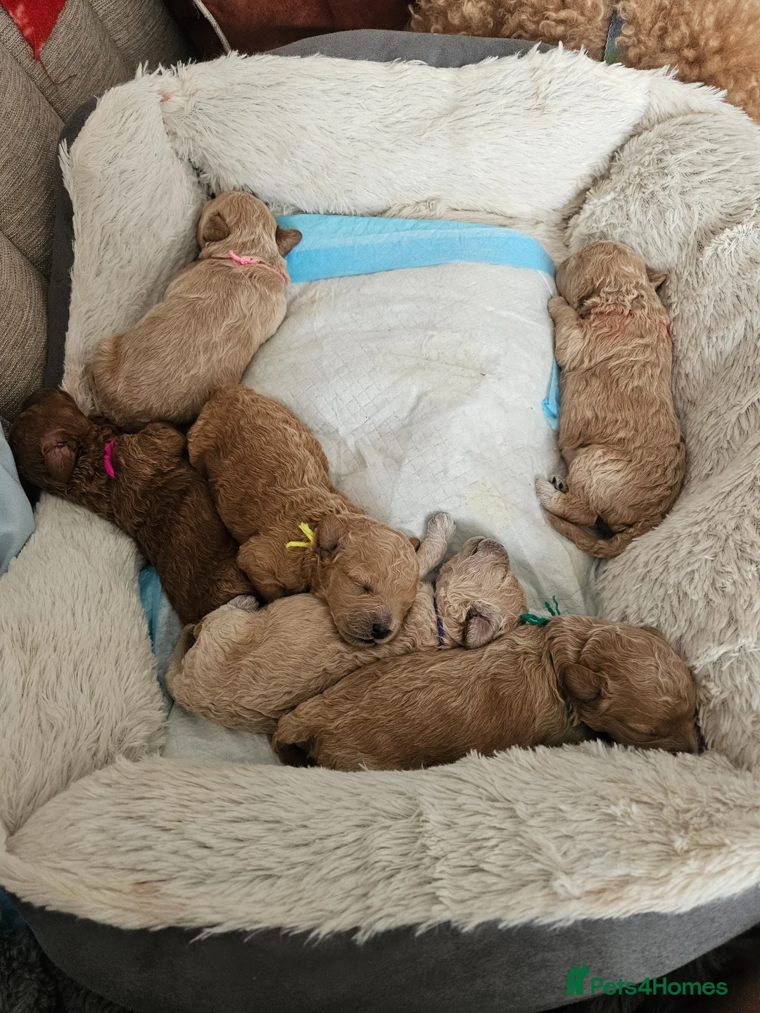 Maltipoo dogs for sale: F1b Maltipoo- 3 boys available - Advert 2