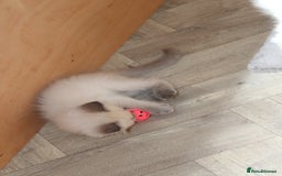 Ragdoll cats for sale: Ragdoll kittens  - Image 12