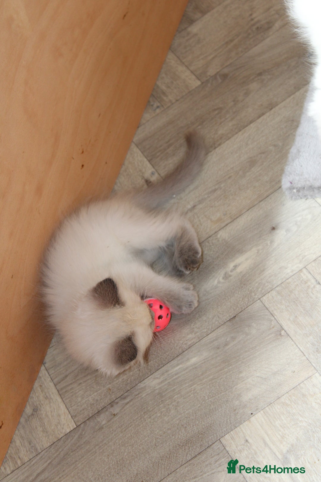 Ragdoll cats for sale: Ragdoll kittens  - Image 12