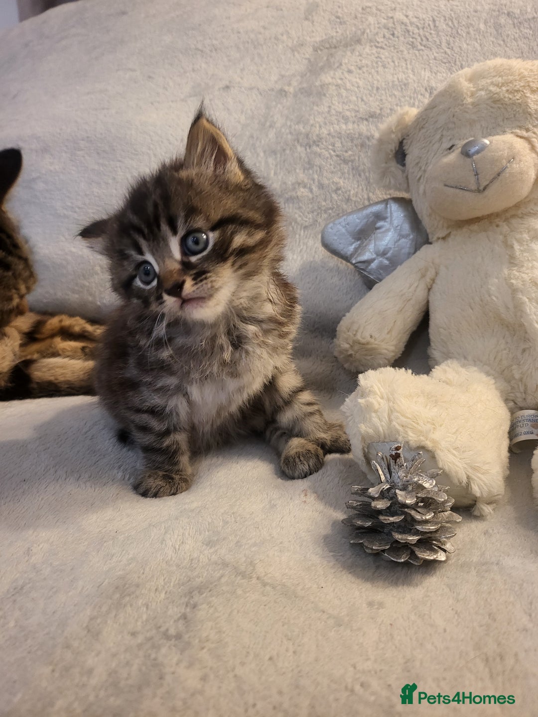 Siberian cats for sale: Sweet Little Princess Is Looking for a Loving Home - Advert 8