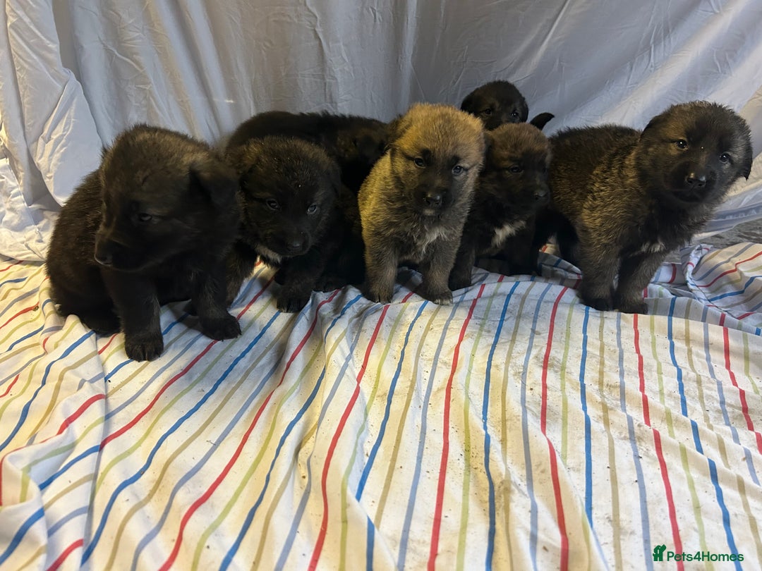 Mixed Breed dogs for sale: German shepherd cross Caucasian Shepherd kangal - Advert 4