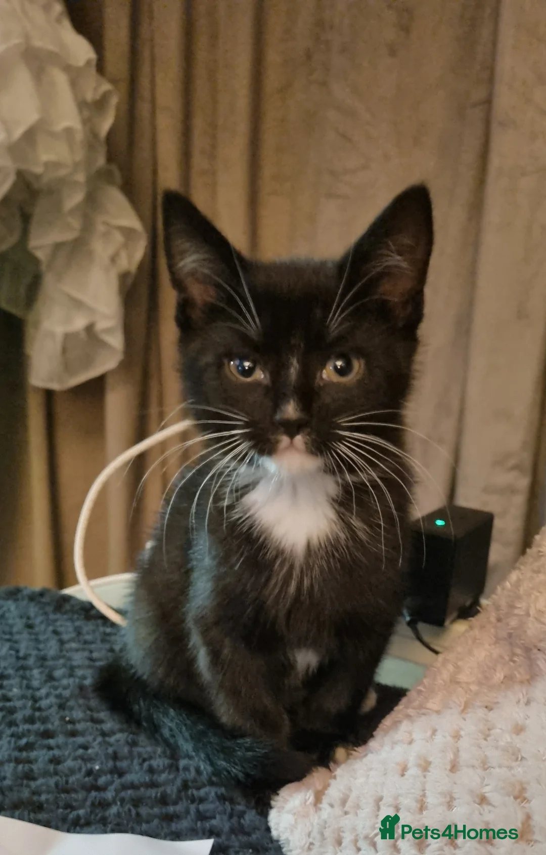 British Shorthair cats for sale: Black and white kittens  - Advert 5