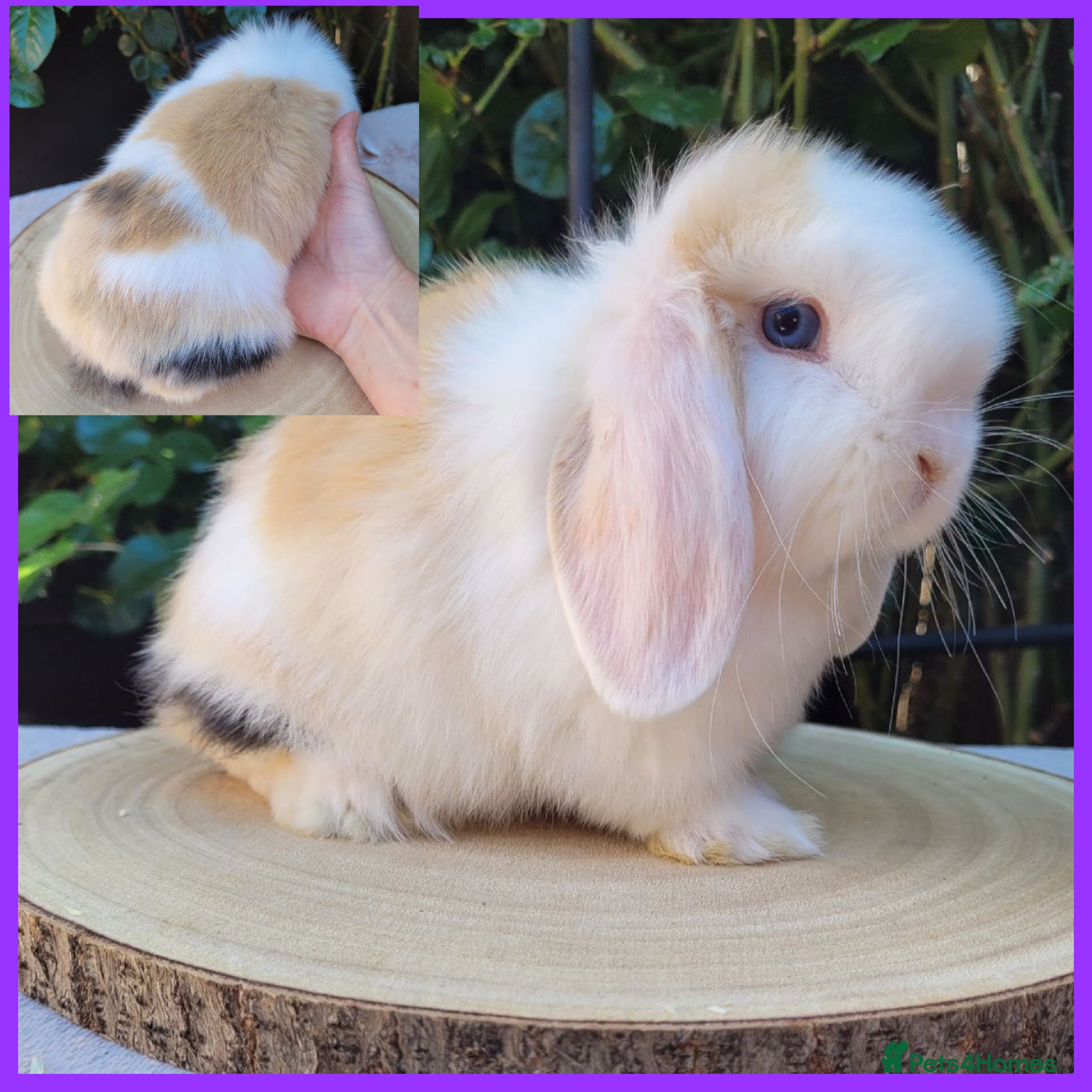 Mini Lop rabbits Beautiful pure bred mini lops - Advert 2