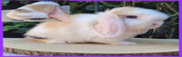 Mini Lop rabbits for sale: Beautiful pure bred mini lops - Advert 2