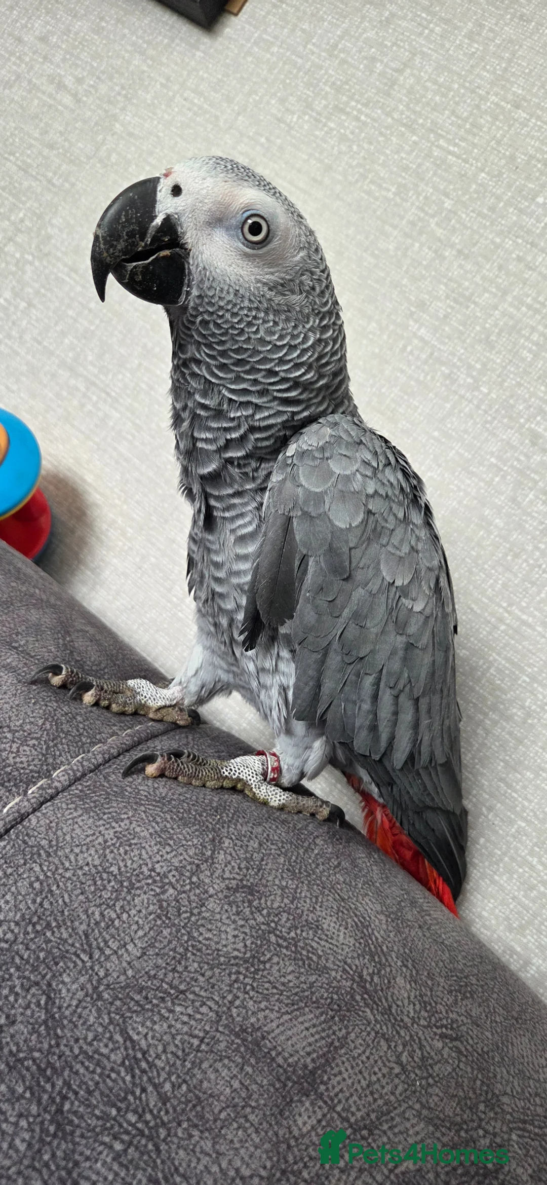 Parrots birds for sale: Congo african grey  - Advert 2