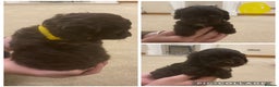 Cockapoo dogs for sale: F1 cockerpoo puppies  - Advert 4